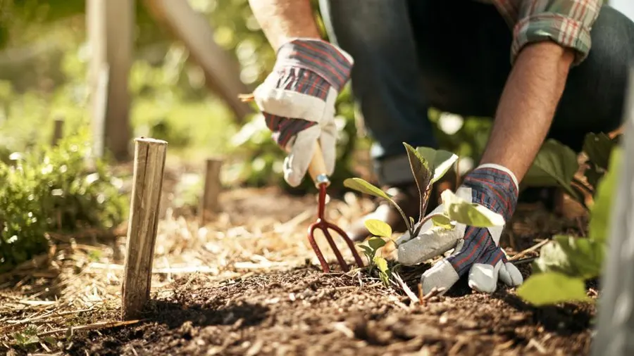 picture shows working in the garden and transplanting plants